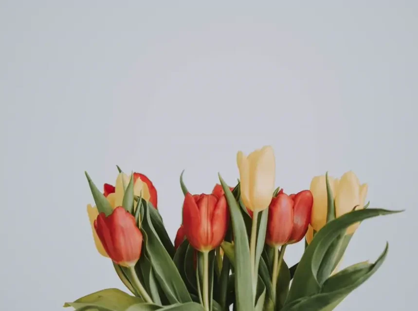Are tulips toxic to cats — bunch of red and cream tulips in a glass vase against a plain pale wall