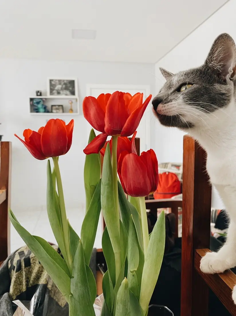 Curious cat sitting beside a vase of colourful tulips indoors