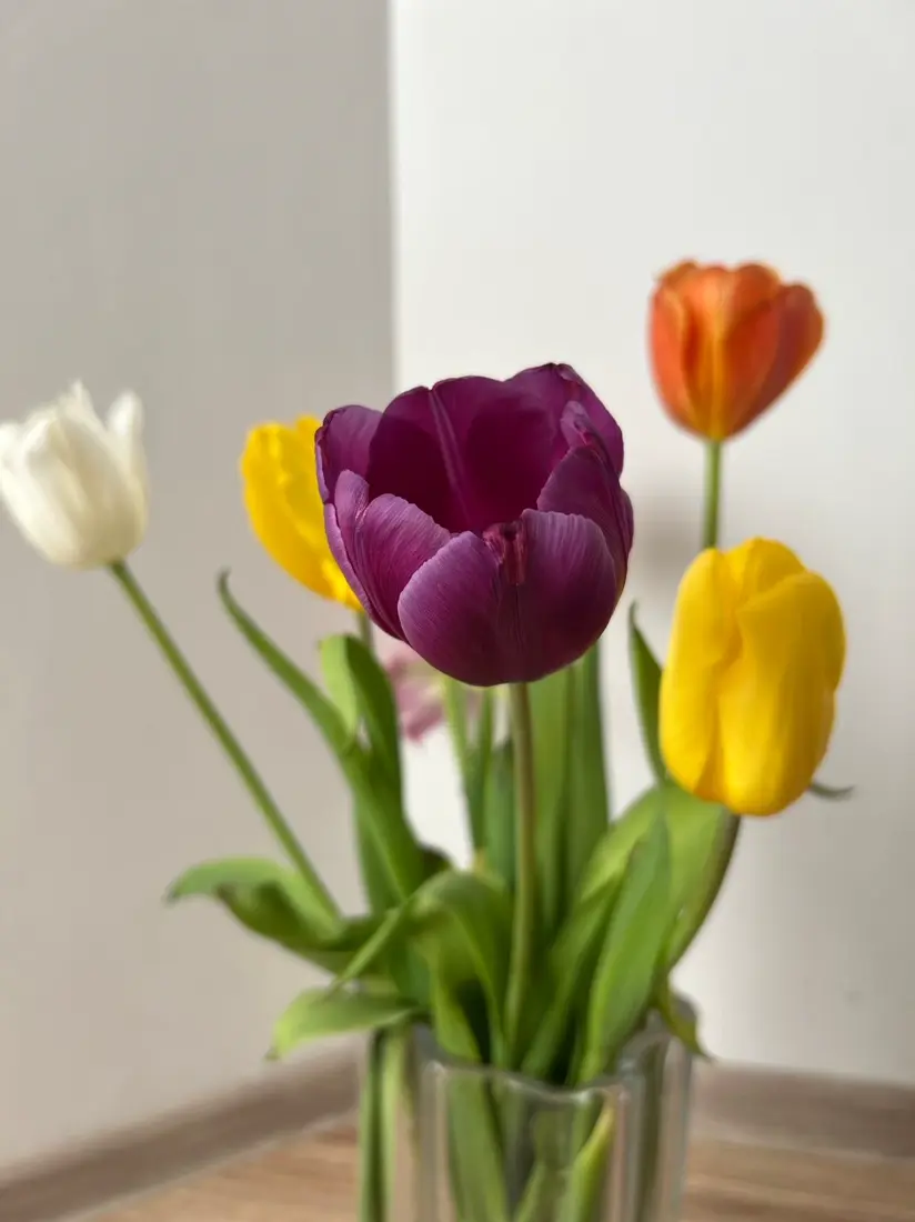 Close-up of colourful purple, yellow and orange tulips in a vase