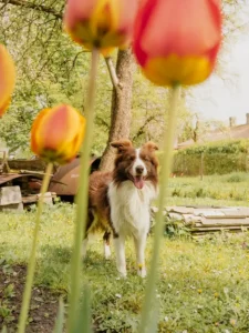 Are Tulips Toxic to Dogs? The Bulb Is the Real Danger