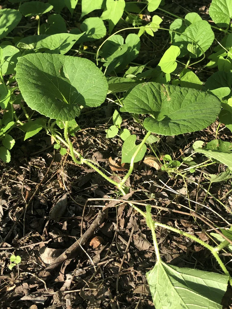 Broad rough Armenian cucumber leaves sprawling over dry ground