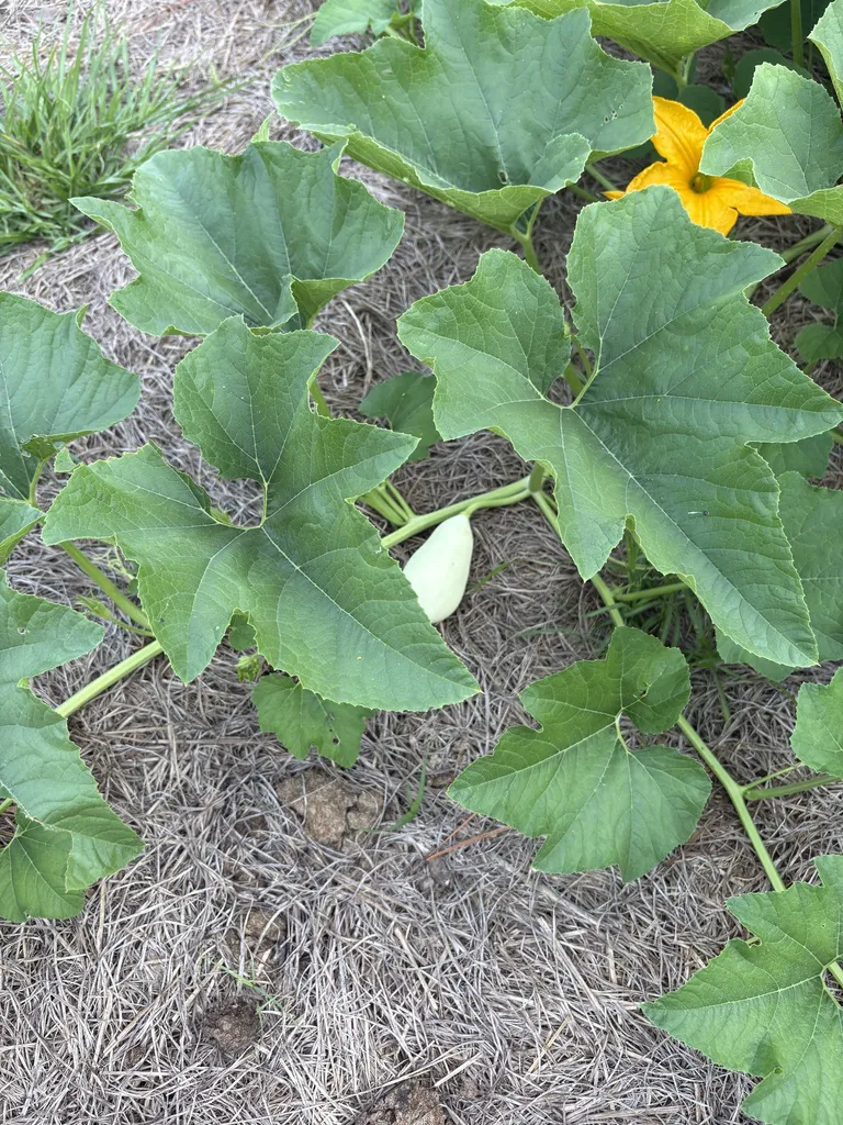 Armenian cucumber vine in flower spreading across a gravel bed in full sun