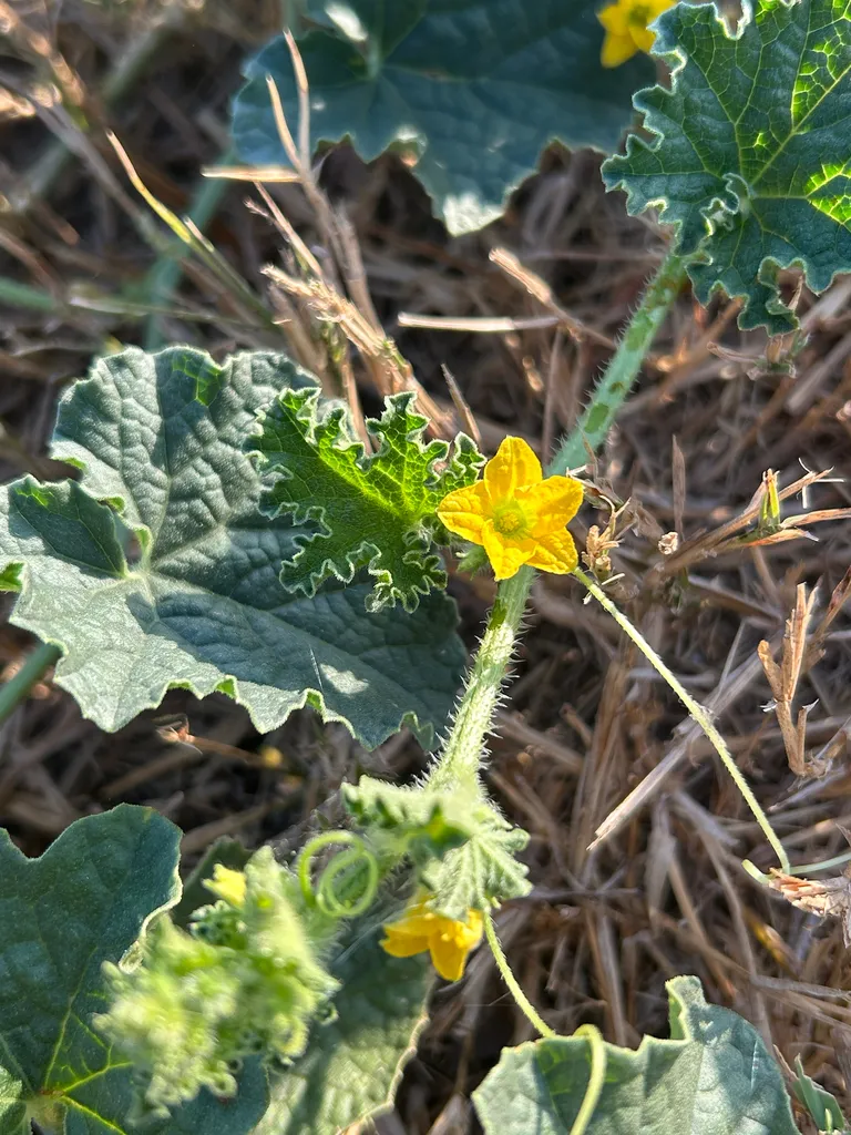 Yellow Armenian cucumber flower opening on a hairy vine with young fruit behind