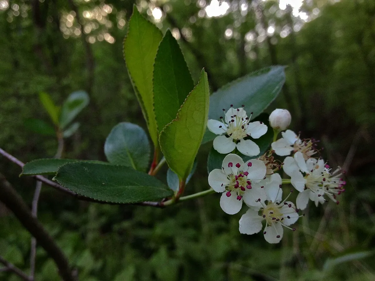 How to grow Aronia — White aronia blossom clusters opening among dark green leaves in spring