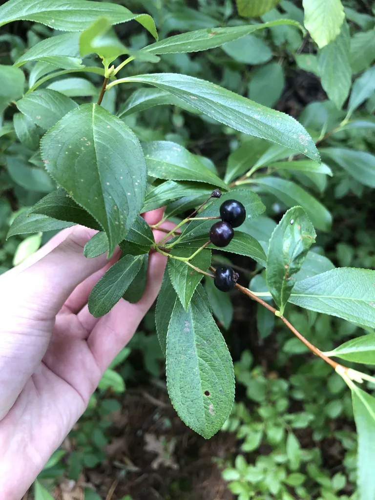 Ripe black aronia berries hanging in clusters on the branch