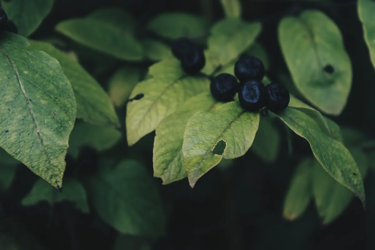 Glossy black aronia berries clustered on a leafy stem