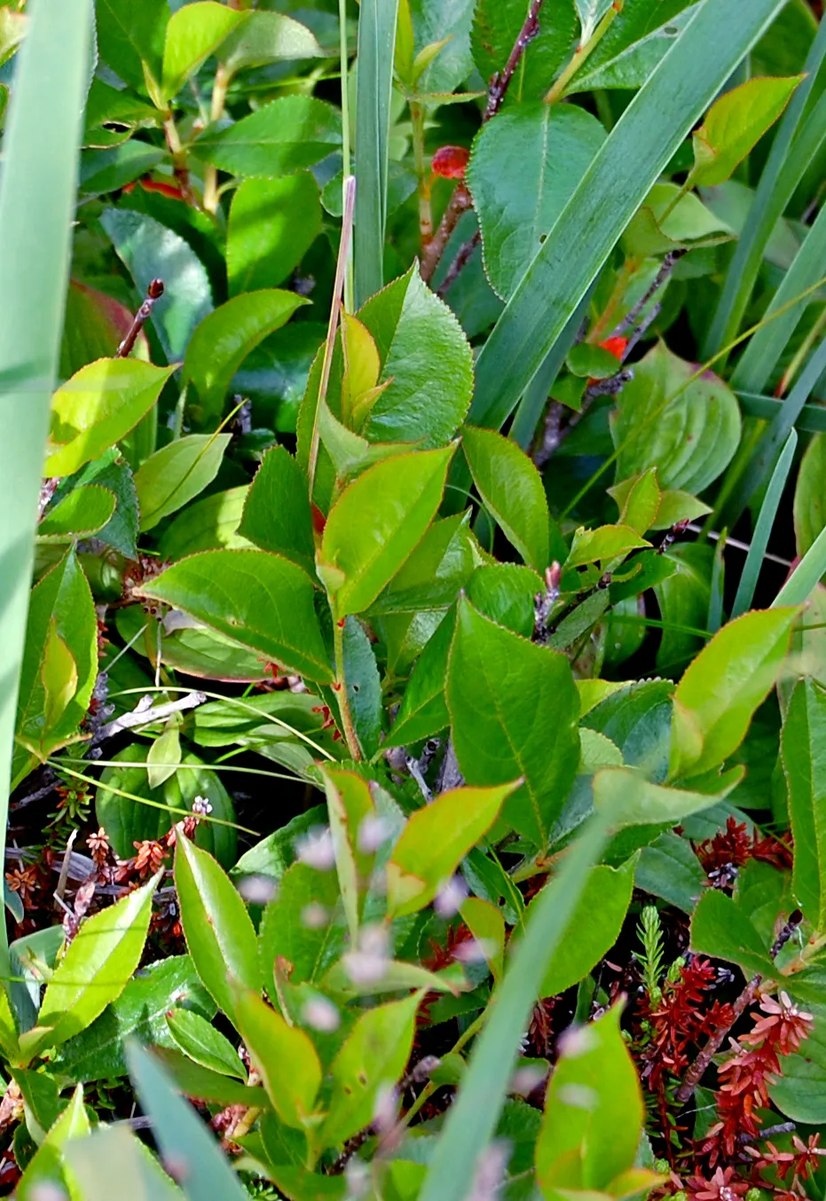 Aronia berries still green and ripening on the bush in midsummer