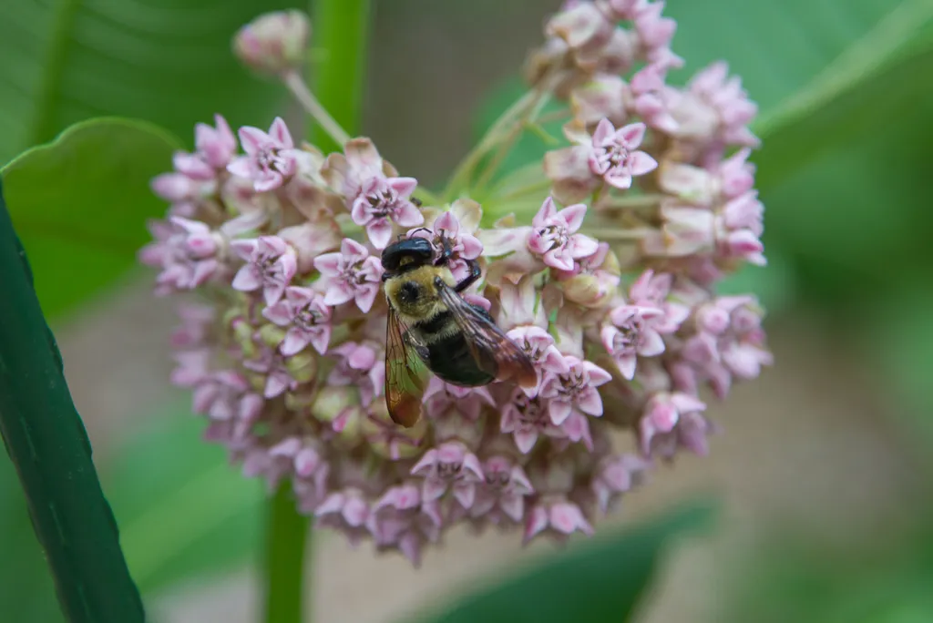Pink milkweed flower cluster with a bumblebee feeding on the florets