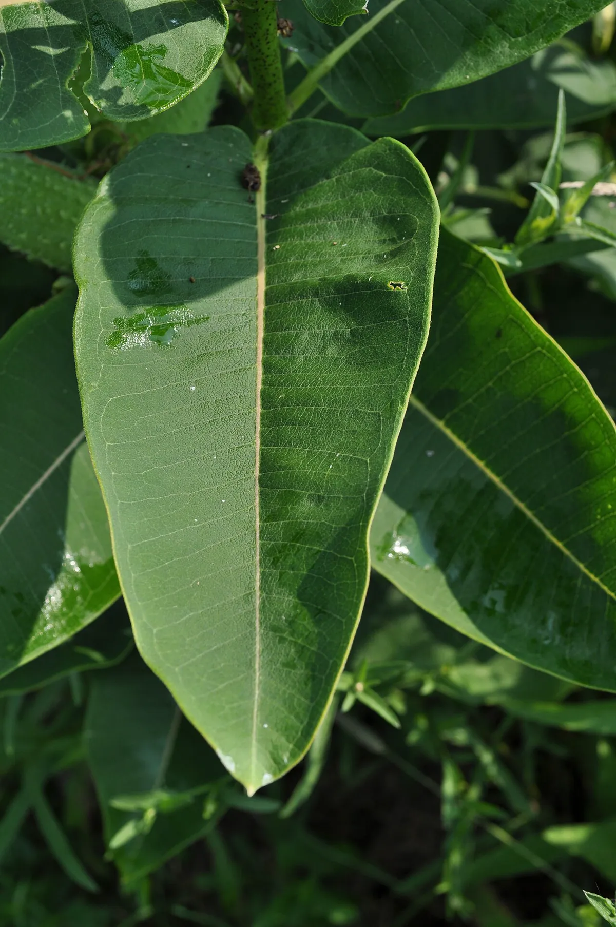 Broad oval milkweed leaf with a pale central vein, on a thick green stem