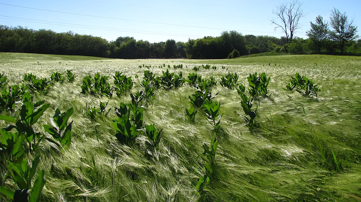 Stand of young milkweed plants growing through prairie grass in an open field
