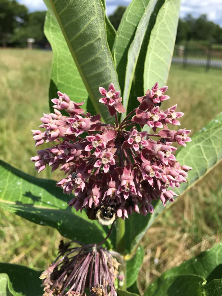 Domed pink milkweed flower head seen from above between broad green leaves