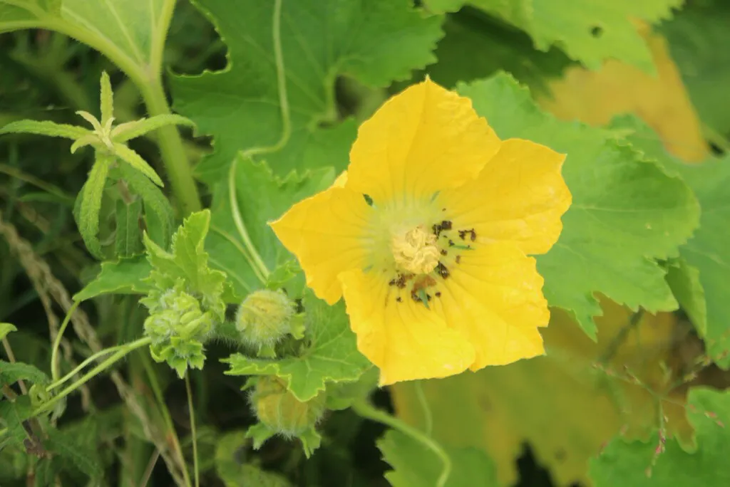 Large yellow flower with a bee and a small fuzzy young fruit behind it