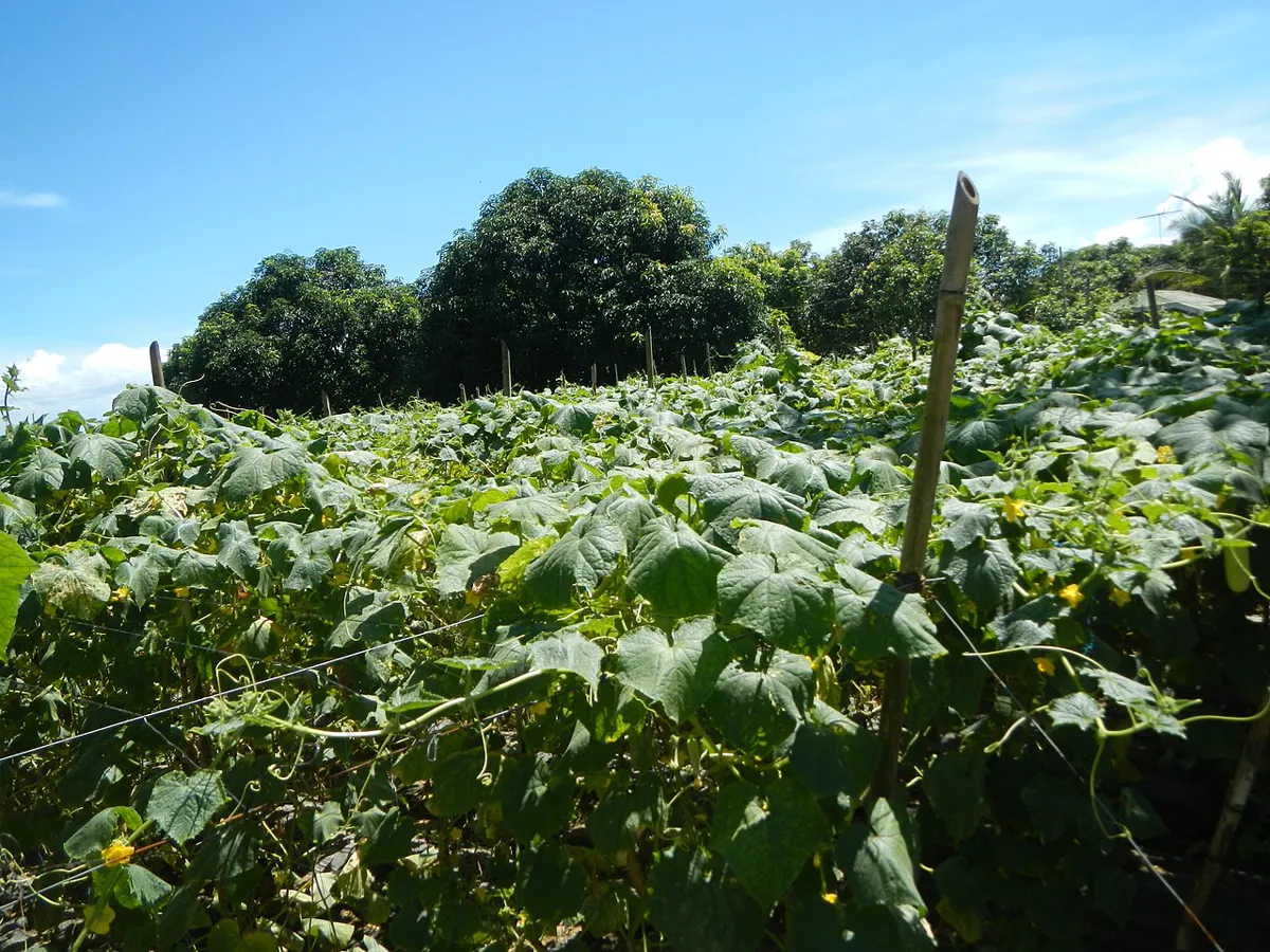 Sprawling ash gourd vines covering the ground in an open field
