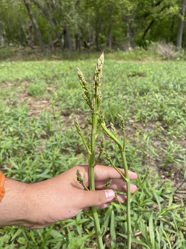 Hand holding freshly cut green asparagus spears in a field