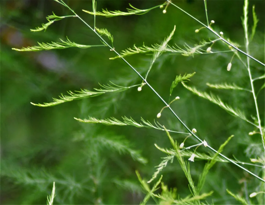 Feathery asparagus fern foliage carrying small white flowers in summer