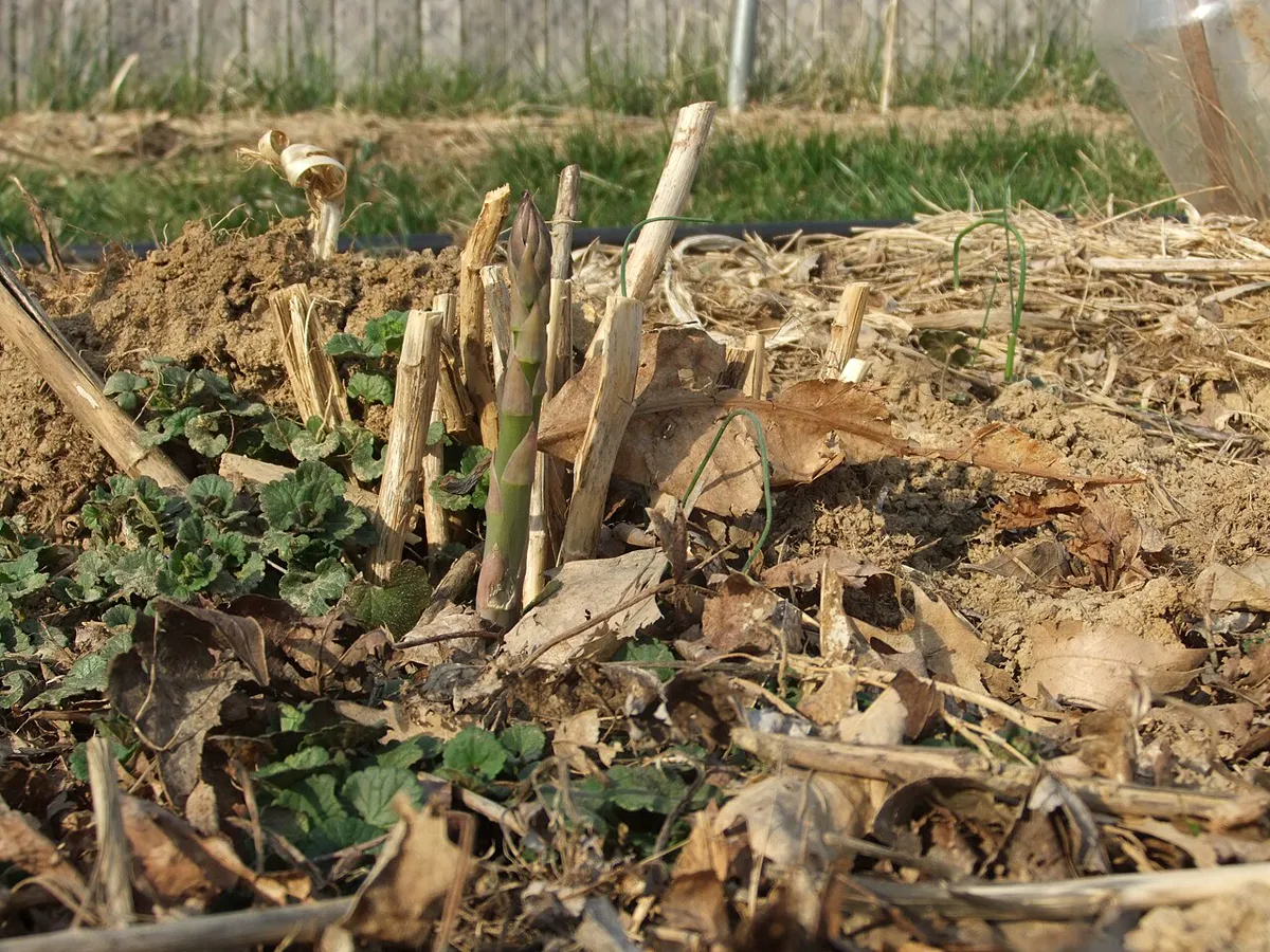 Asparagus bed in winter with cut stems and mulch over the crowns