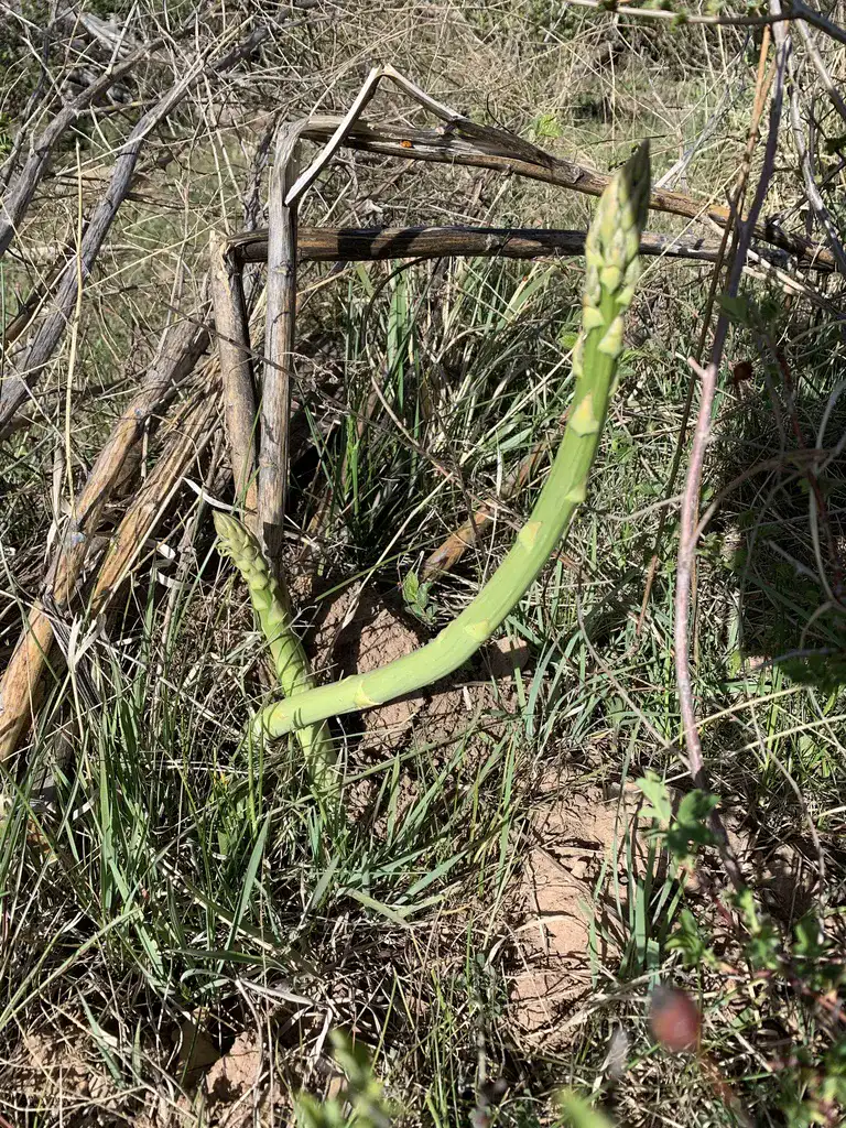Single asparagus spear pushing up through bare soil and dry stems