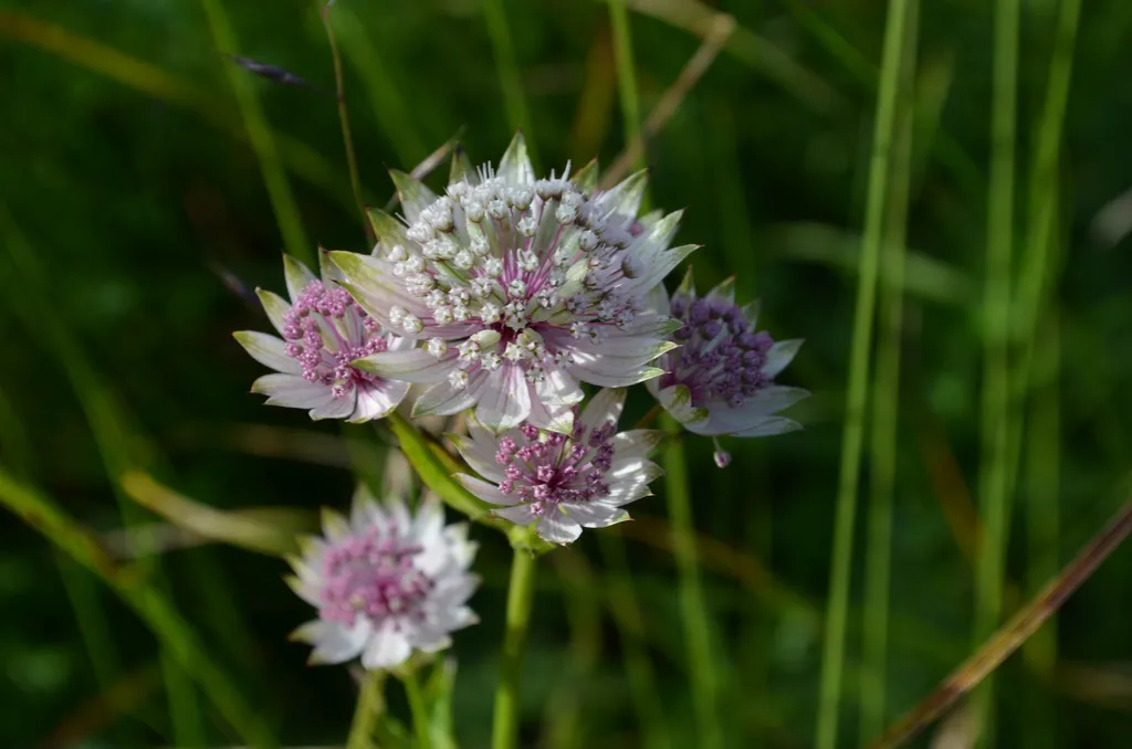 Pincushion flower heads with a collar of papery pointed bracts