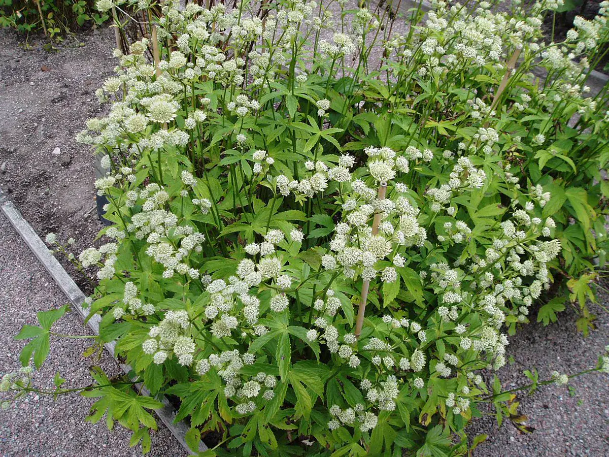 Broad clump of astrantia in full flower beside a garden path