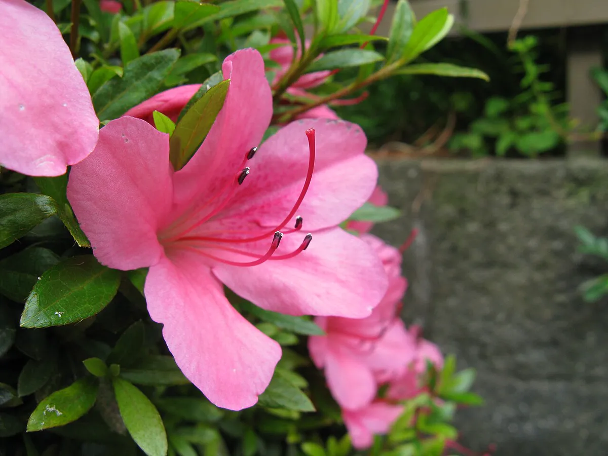 Pink azalea flowers with long protruding stamens on a leafy shrub