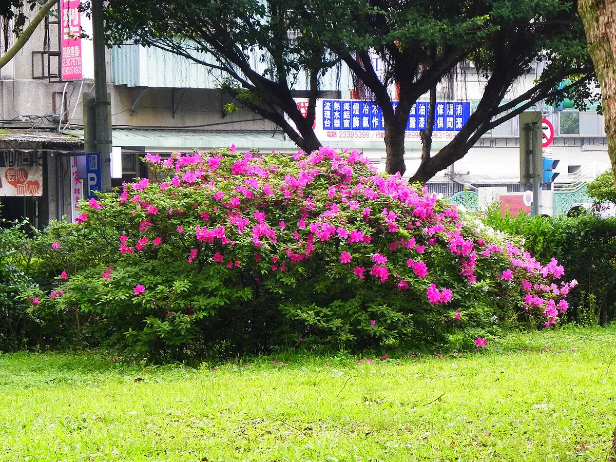 Large mounded azalea shrub covered in bright pink flowers on a lawn