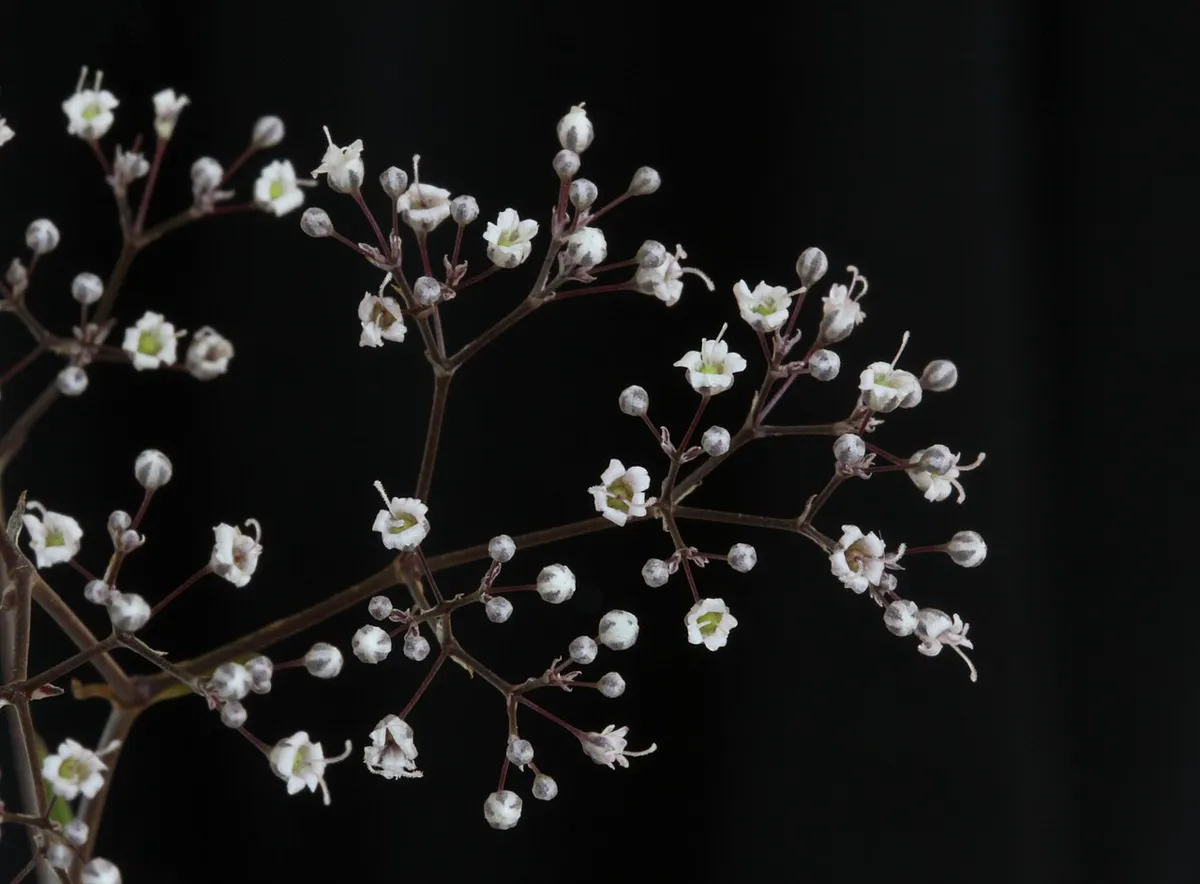 Sprays of tiny white flowers on wiry branching stems against a dark background