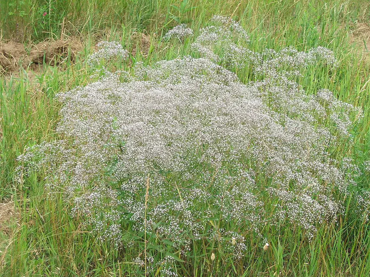 Rounded mound of white-flowering plants growing in open grassland