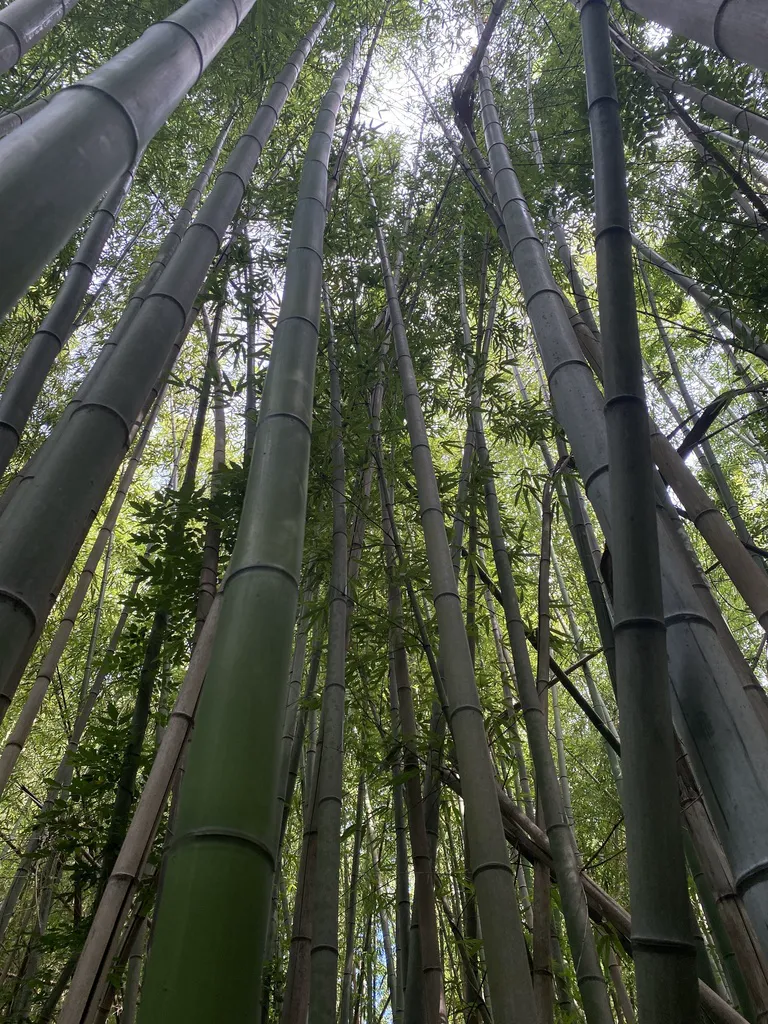 Looking up a dense stand of tall green bamboo culms