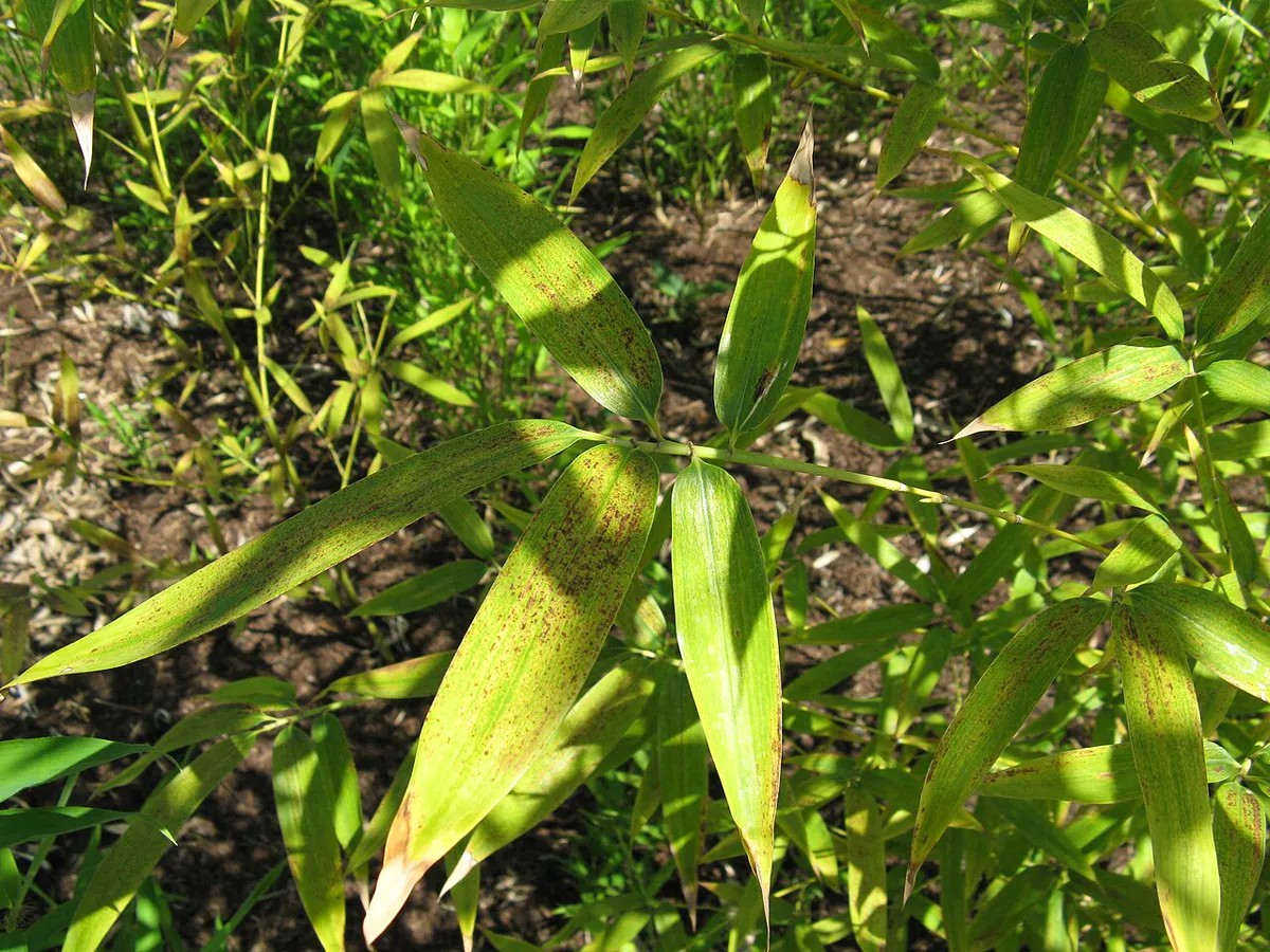 Close view of narrow bamboo leaves along a green branch