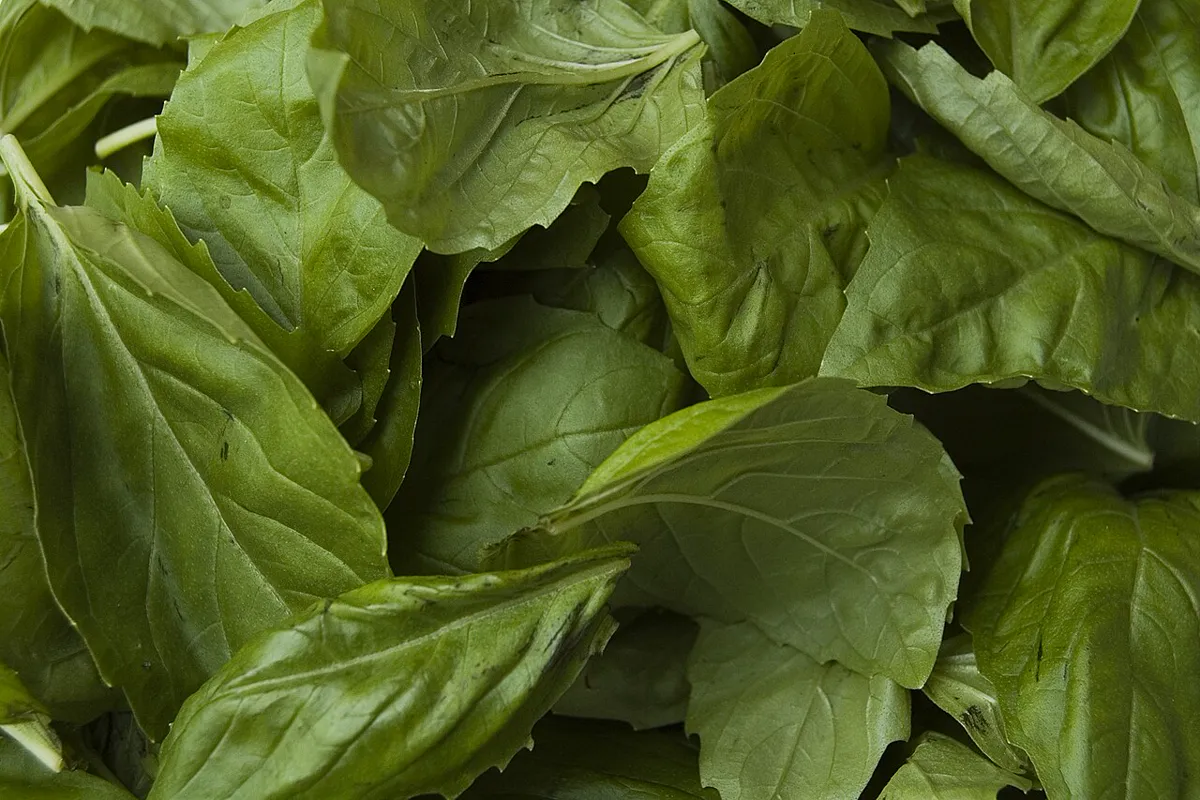 Close-up of large glossy green sweet basil leaves