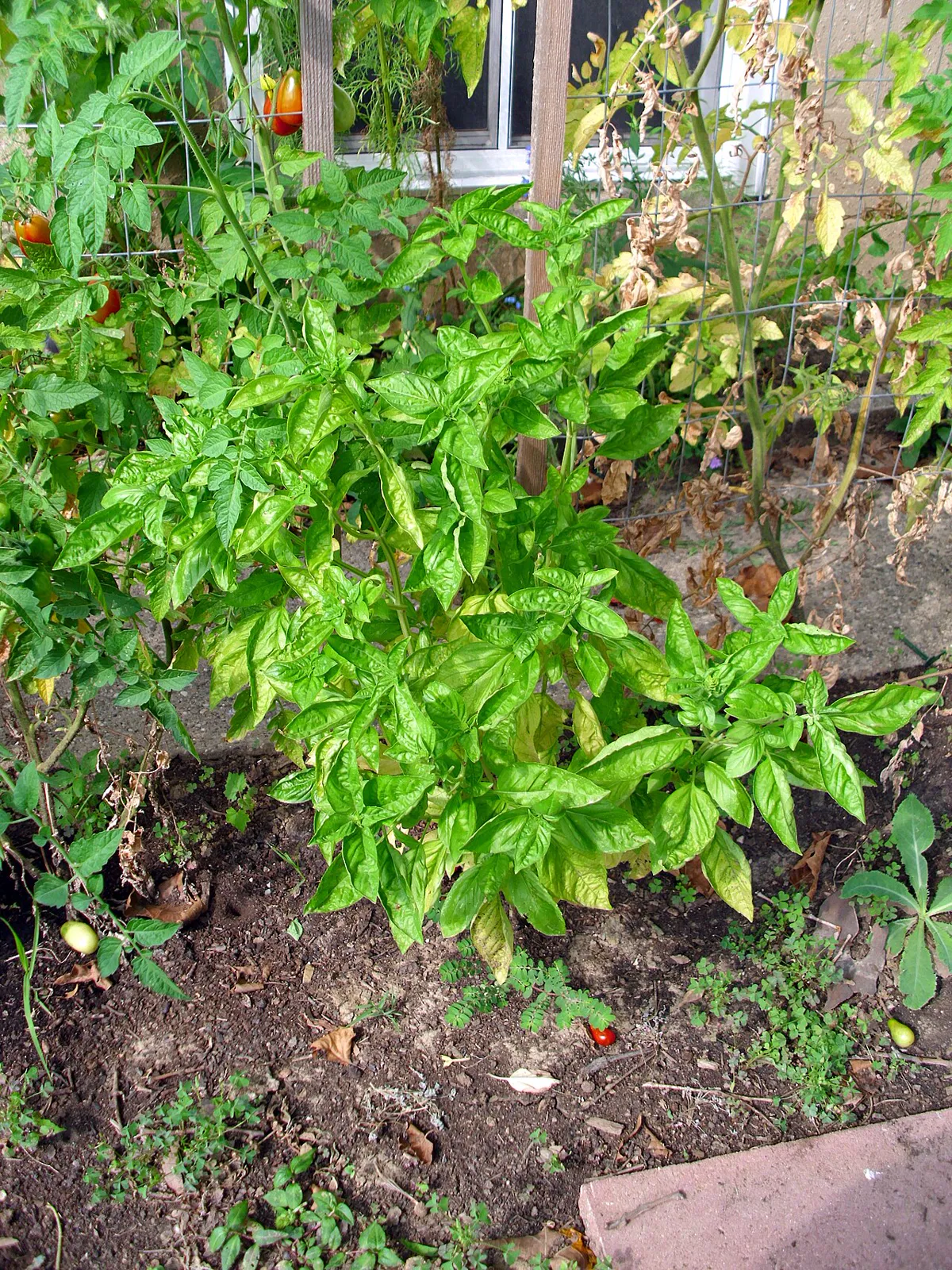 Row of bushy basil plants growing in a sunny garden bed