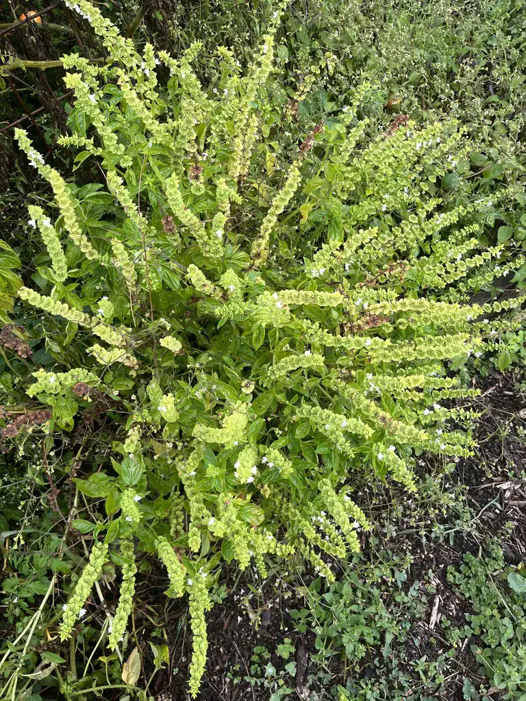 Basil plant that has bolted, covered in tall pale flower spikes