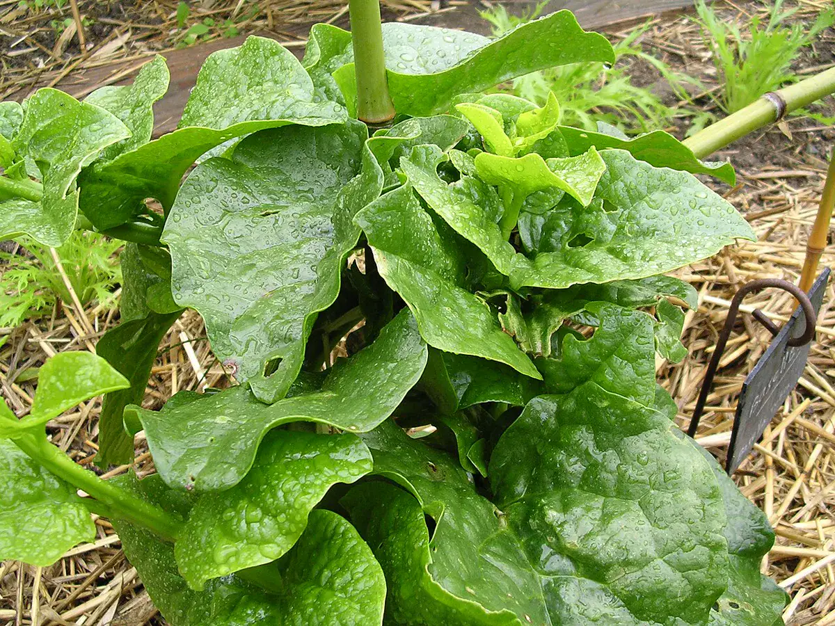 Lettuce-leaf basil plant with large crinkled leaves growing in a straw-mulched bed