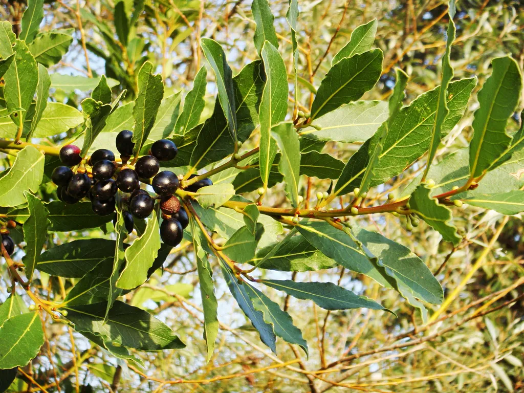 Bay branch carrying glossy leathery leaves and small black berries