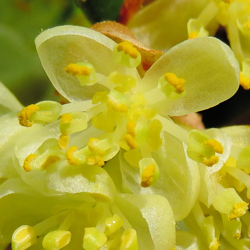 Cluster of small pale yellow bay flowers among glossy leaves