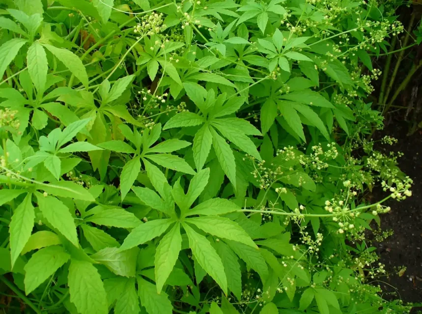 Achocha vine with palmate leaves and sprays of tiny greenish-white flowers