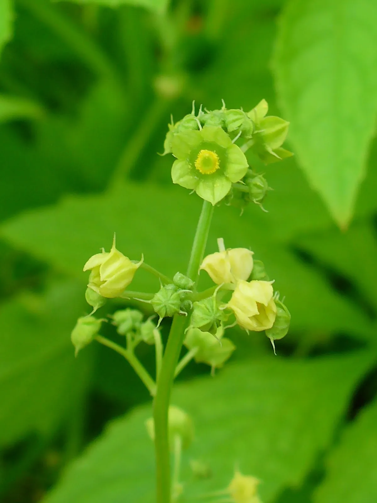 Best Achocha Seeds — Cyclanthera pedata 002