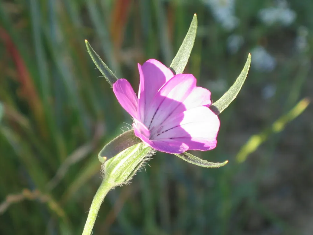Agrostemma flower bud opening on a hairy grey-green stem
