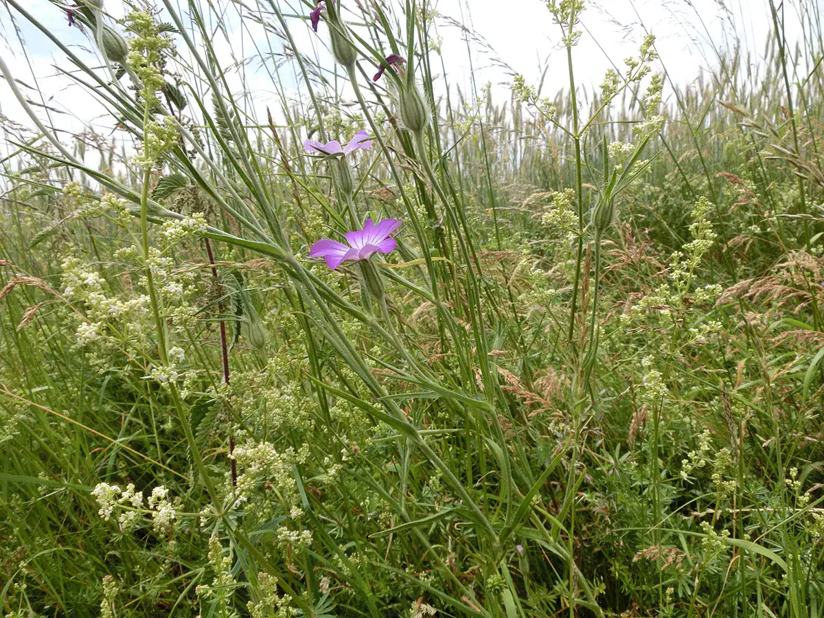 Tall agrostemma plants flowering above long meadow grass