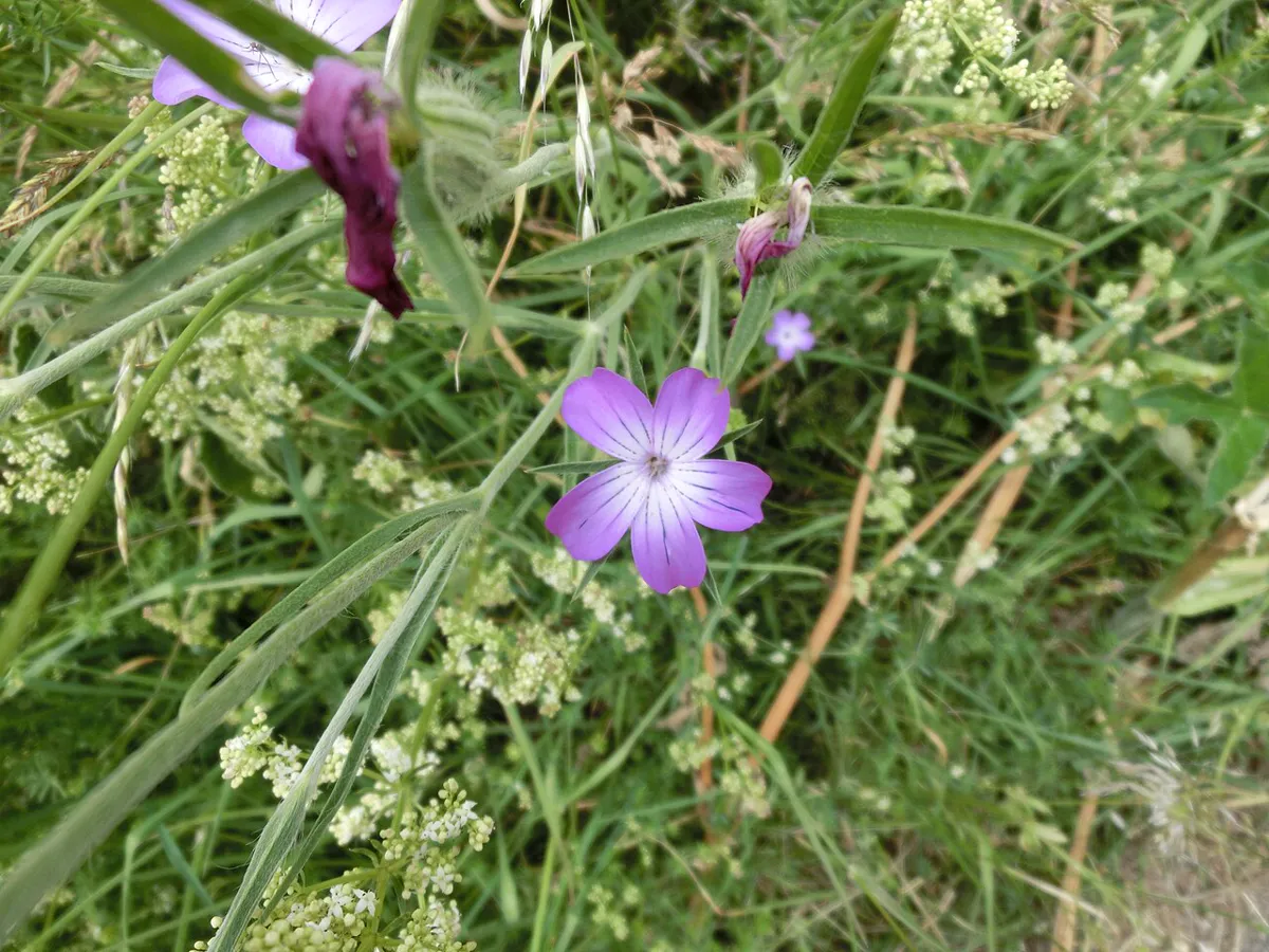 Agrostemma flower and seed head developing on a slender stem