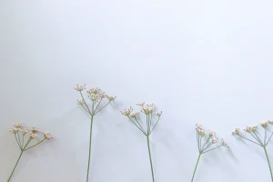 Best Anise Seeds