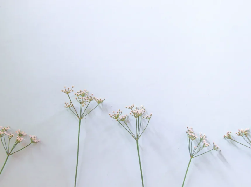 Anise seeds — row of slender anise stems topped with small white umbels against a plain white wall