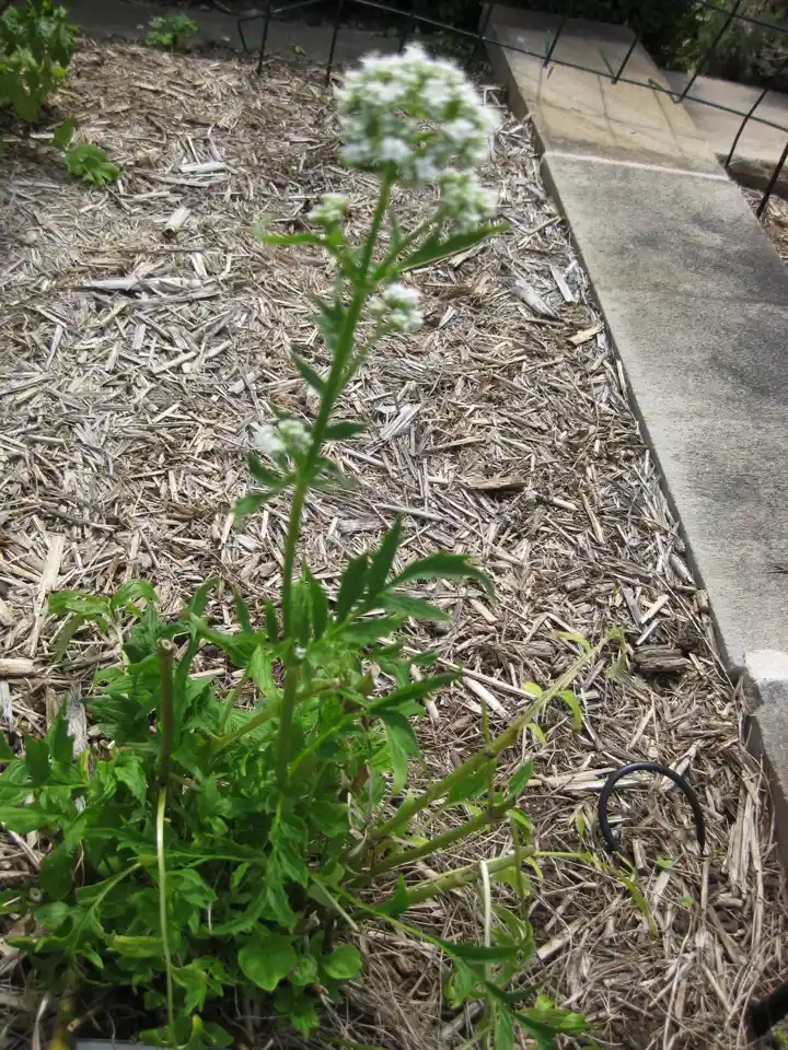 An upright anise plant flowering with white umbels in a garden bed