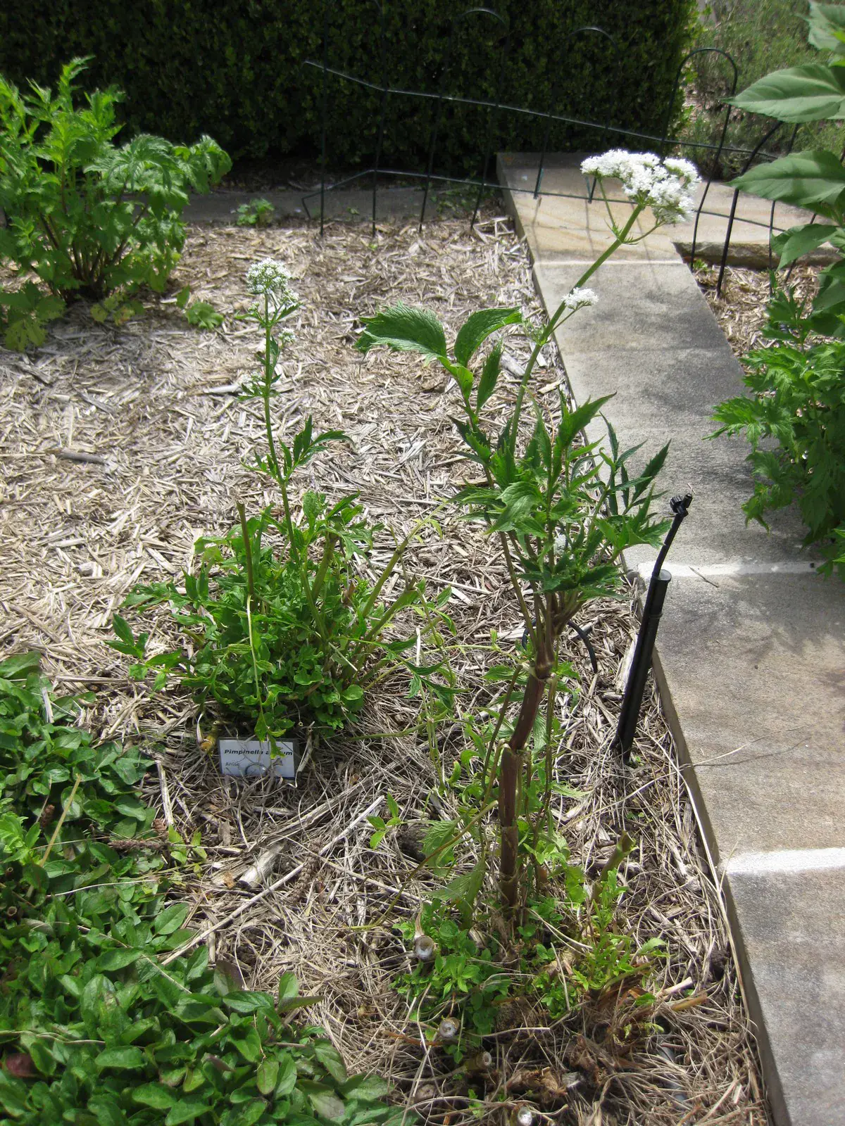 Anise plants growing along a bed edge, showing their low rosette of toothed leaves