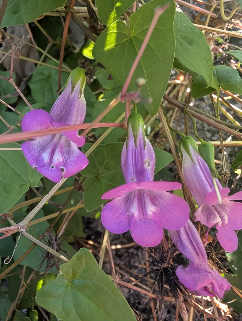 Cluster of purple two-lipped climbing snapdragon flowers among arrowhead leaves