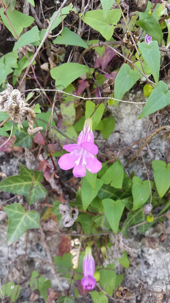 A single purple climbing snapdragon flower with arrowhead leaves against pale rock