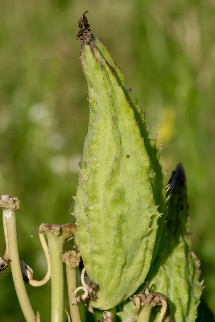Green warty milkweed seed pod still closed on the plant