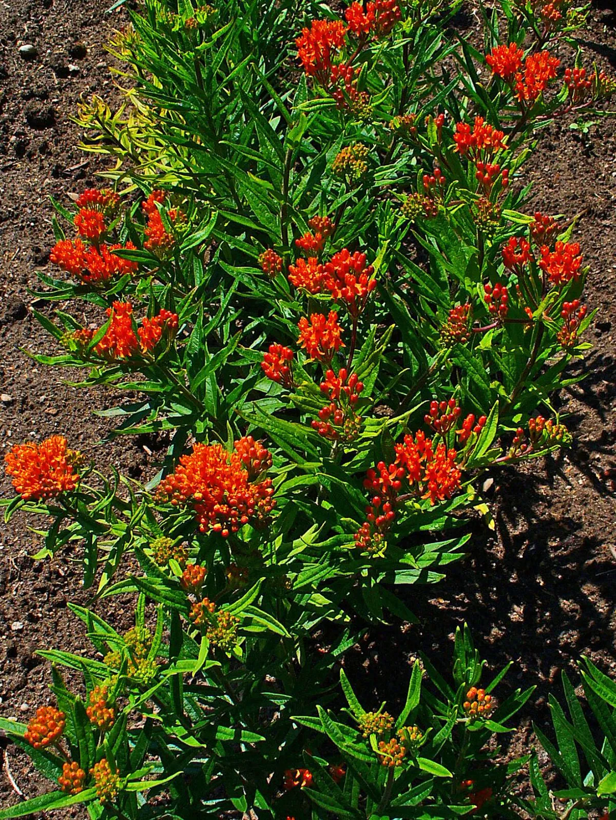Bed of orange butterfly weed in full flower with narrow green leaves
