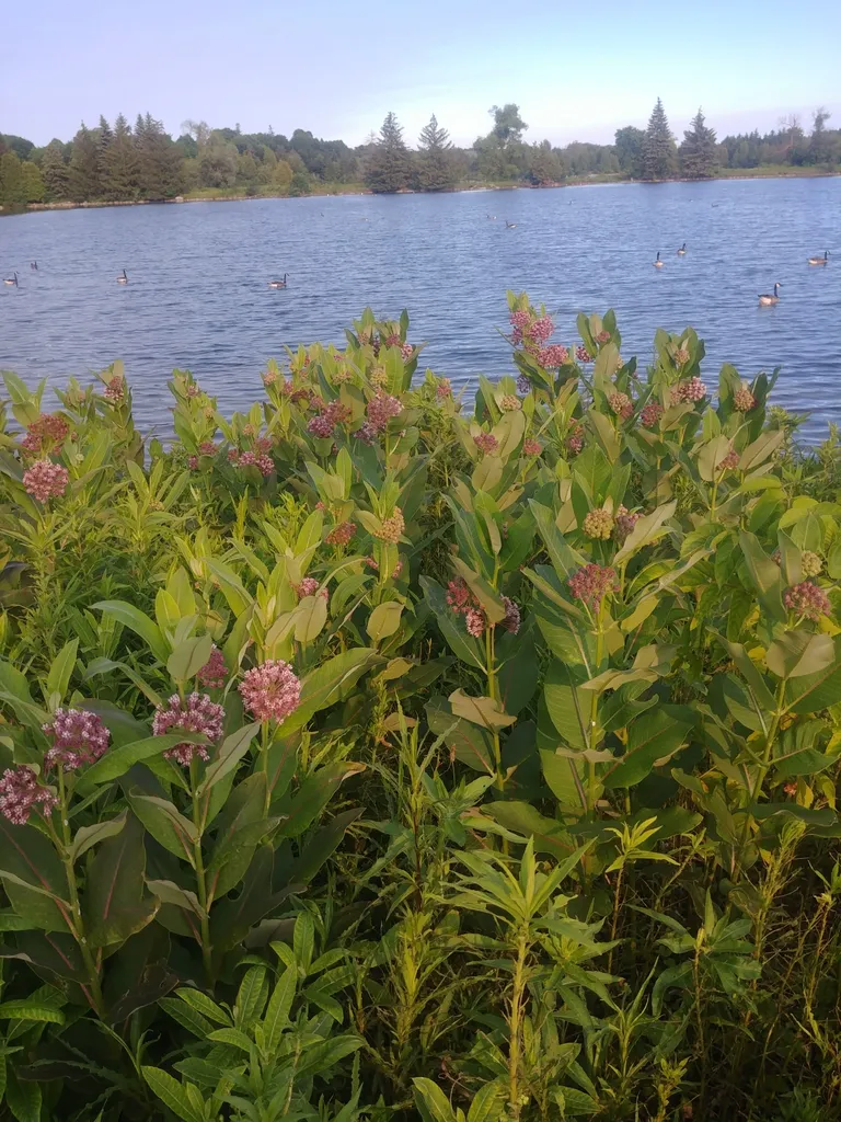 Colony of flowering milkweed growing along the edge of a lake
