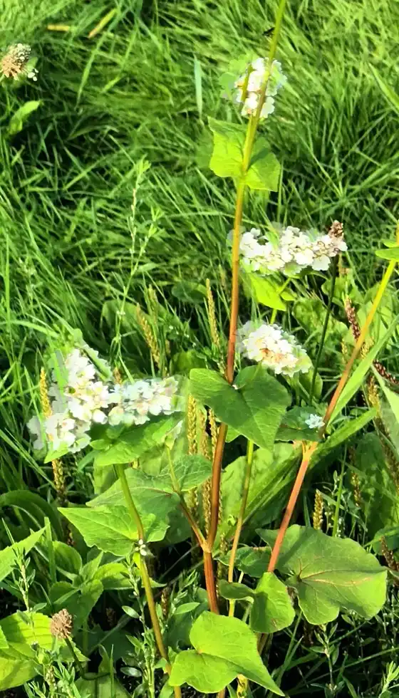 Buckwheat stems topped with white flower clusters in a green meadow
